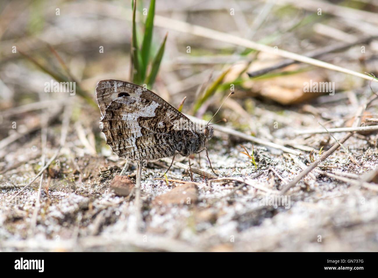 Grayling (semele) Clotilde. Face inférieure du papillon adulte. Banque D'Images