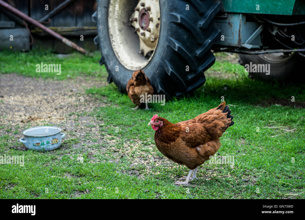 Poule sur une ferme de poulet fermier dans un village de Pologne Banque D'Images