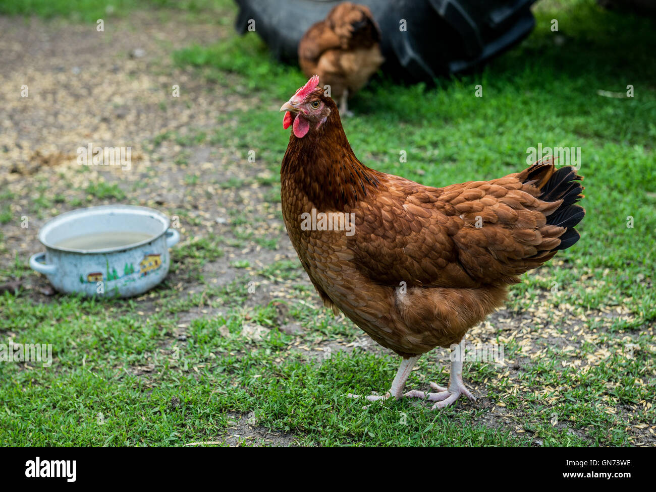 Poule sur une ferme de poulet fermier dans un village de Pologne Banque D'Images
