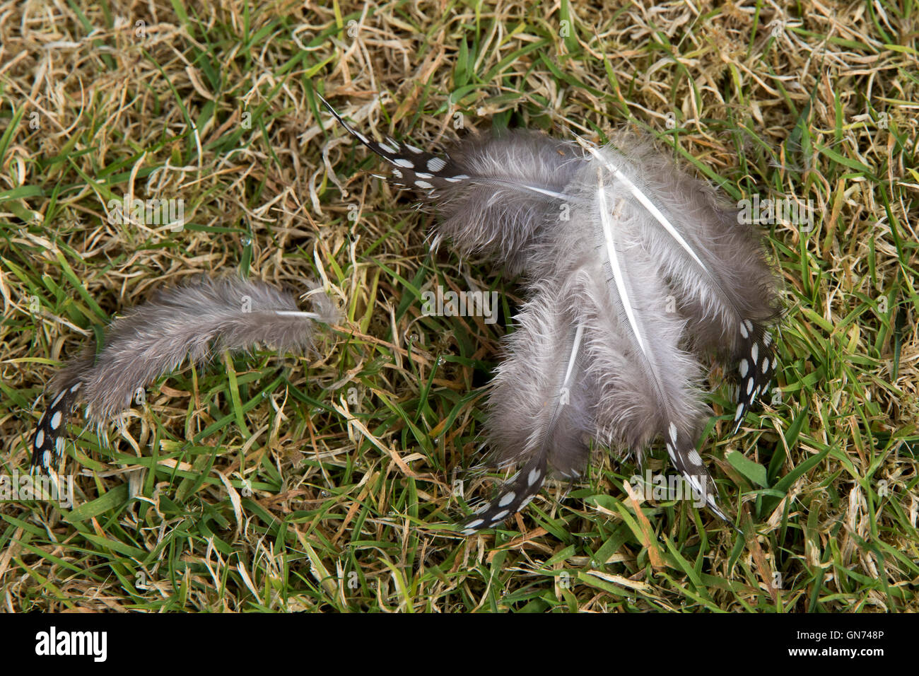 Gris moucheté Jungle Fowl plumes faite sur l'herbe Banque D'Images