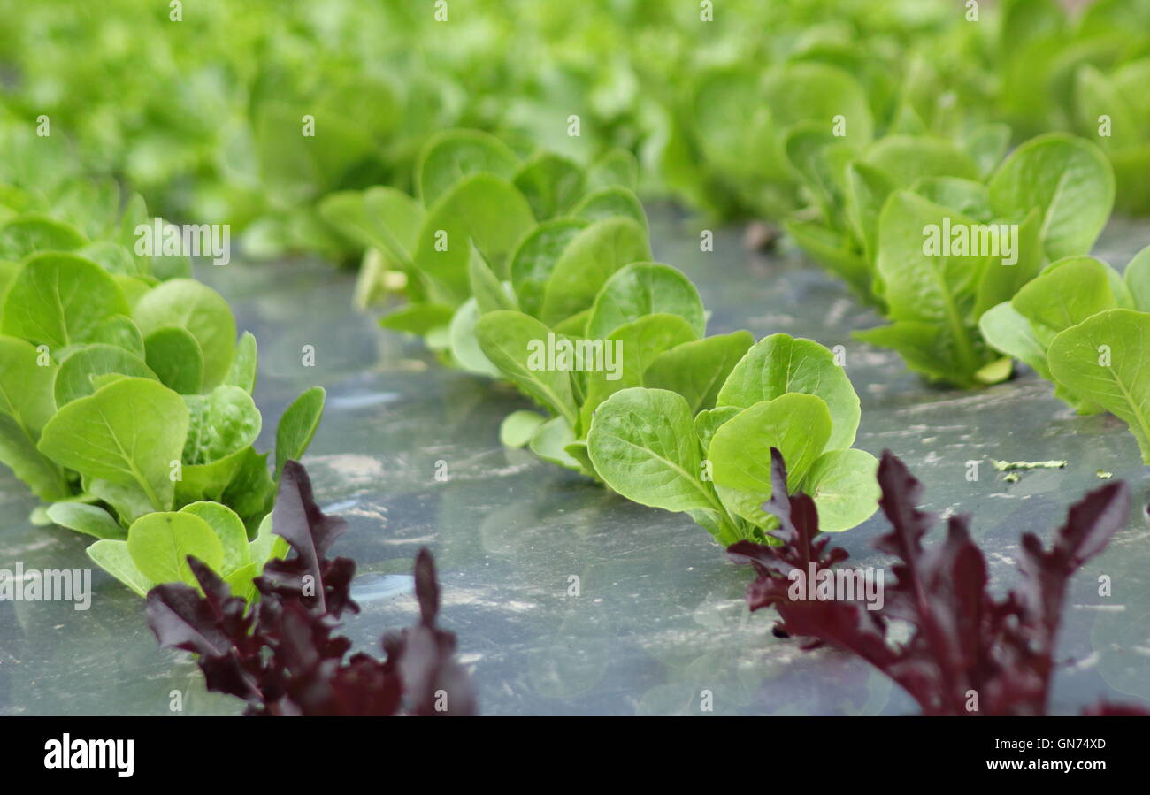 Feuilles de salade cultivée à l'aide d'une technique de jardinage biologique avec des feuilles paillis noir dans un jardin anglais-été Banque D'Images