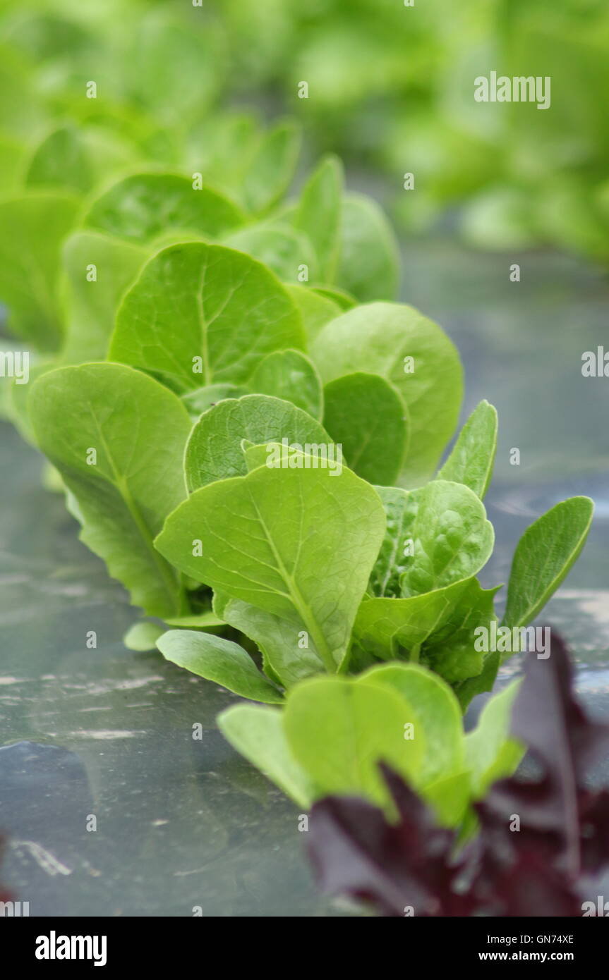 Feuilles de salade cultivée à l'aide d'une technique de jardinage biologique avec des feuilles paillis noir dans un jardin anglais-été Banque D'Images