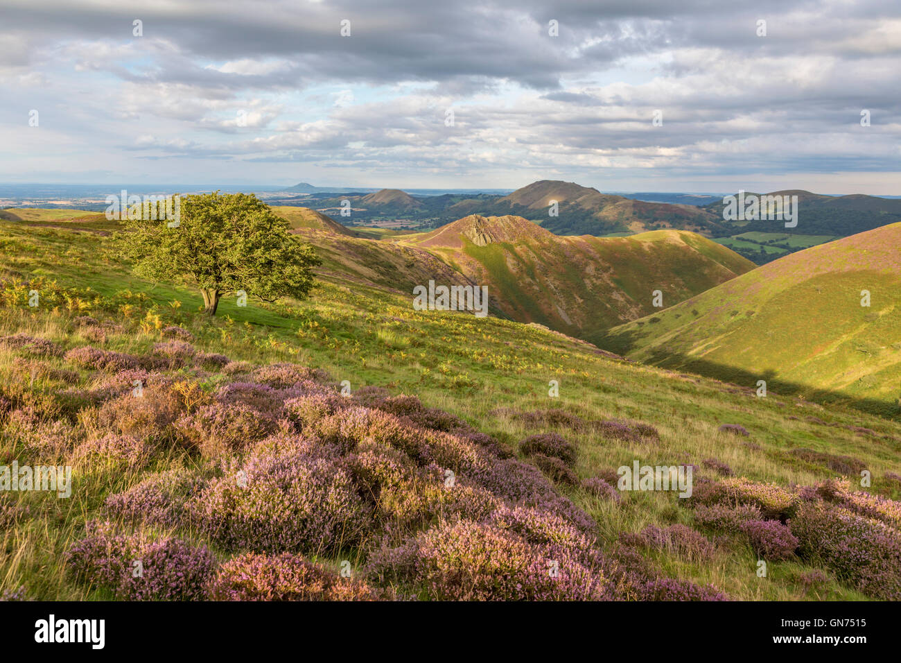 La lande de bruyère sur le long Mynd, Shropshire, England, UK Banque D'Images
