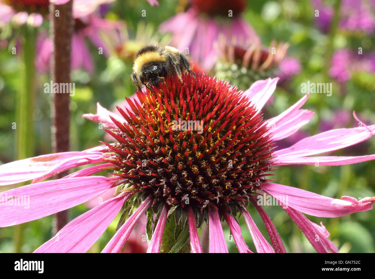 Abeille sur une riche pollen echinacea purpurea, ou au milieu de l'échinacée dans la strate herbacée de la frontière d'un jardin anglais, UK Banque D'Images