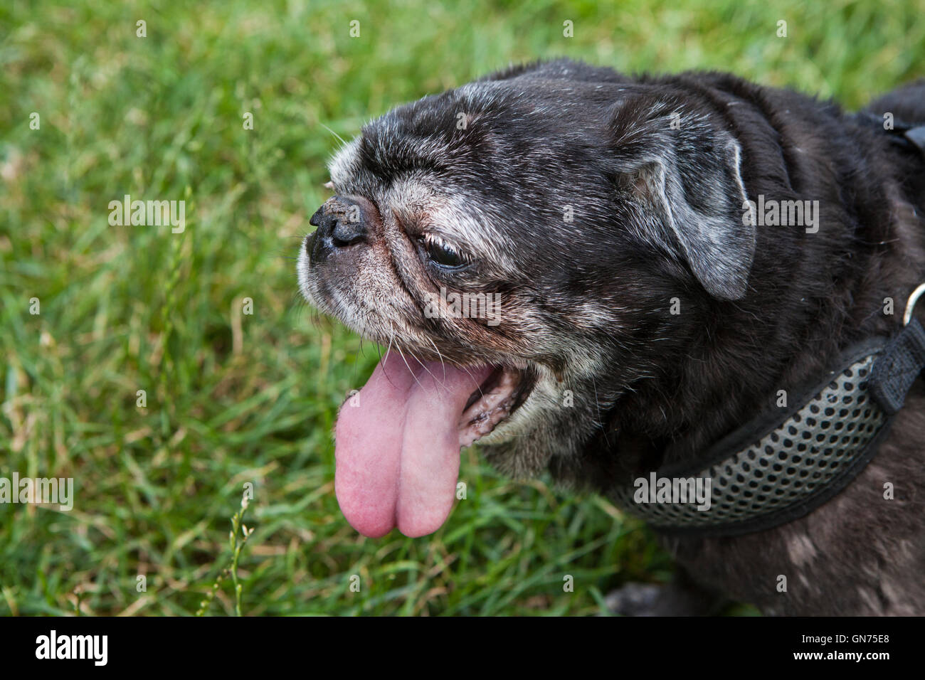 Le pug noir avec langue flâner sur une journée chaude (vieux chien haletant) - USA Banque D'Images