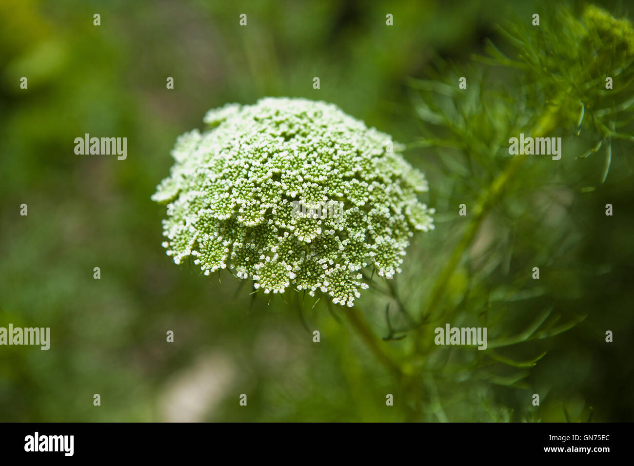 Fleurs de la berce du Caucase (Heracleum mantegazzianum) - USA Banque D'Images