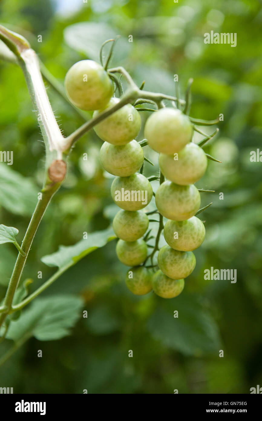 Tomates cerises vertes sur vigne (Solanum lycopersicum) - USA Banque D'Images