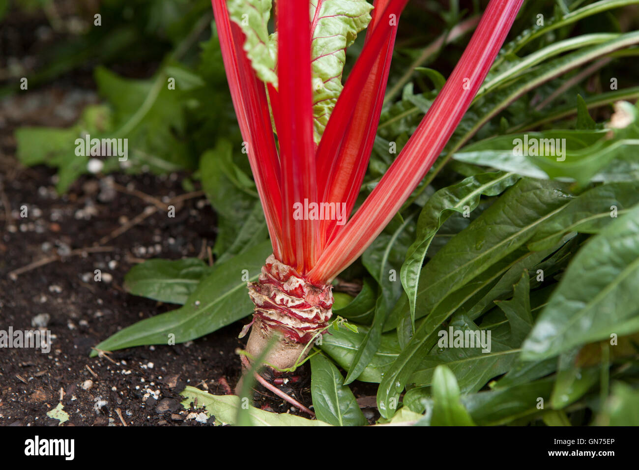 De plus en plus à la bette à carde dans jardin - USA Banque D'Images