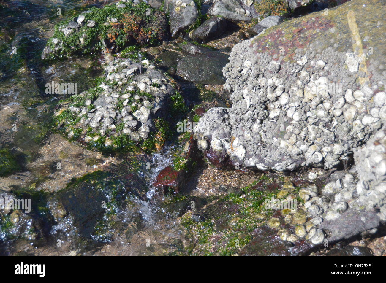 Les huîtres dans la baie de Guanabara sea life sea food Rio de Janeiro Brésil Banque D'Images