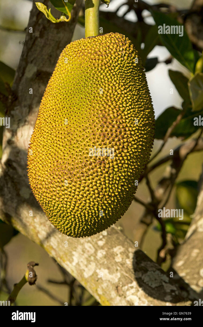 Close-up de Jacquier Artocarpus heterophyllus, grand, jaune doré inhabituel tropical fruit growing on tree dans le Queensland en Australie Banque D'Images