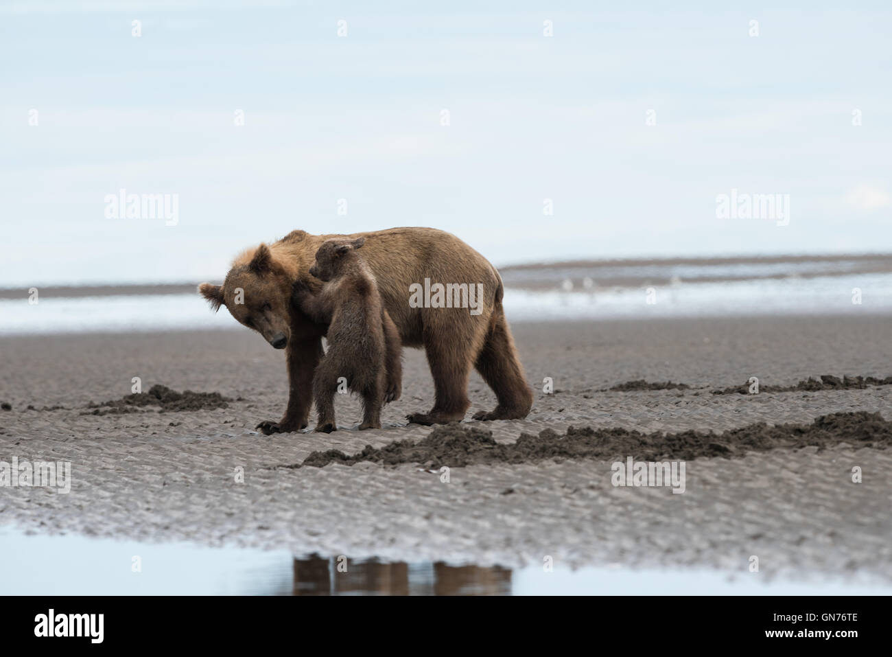L'ours brun d'Alaska sow et cub à jouer. Banque D'Images