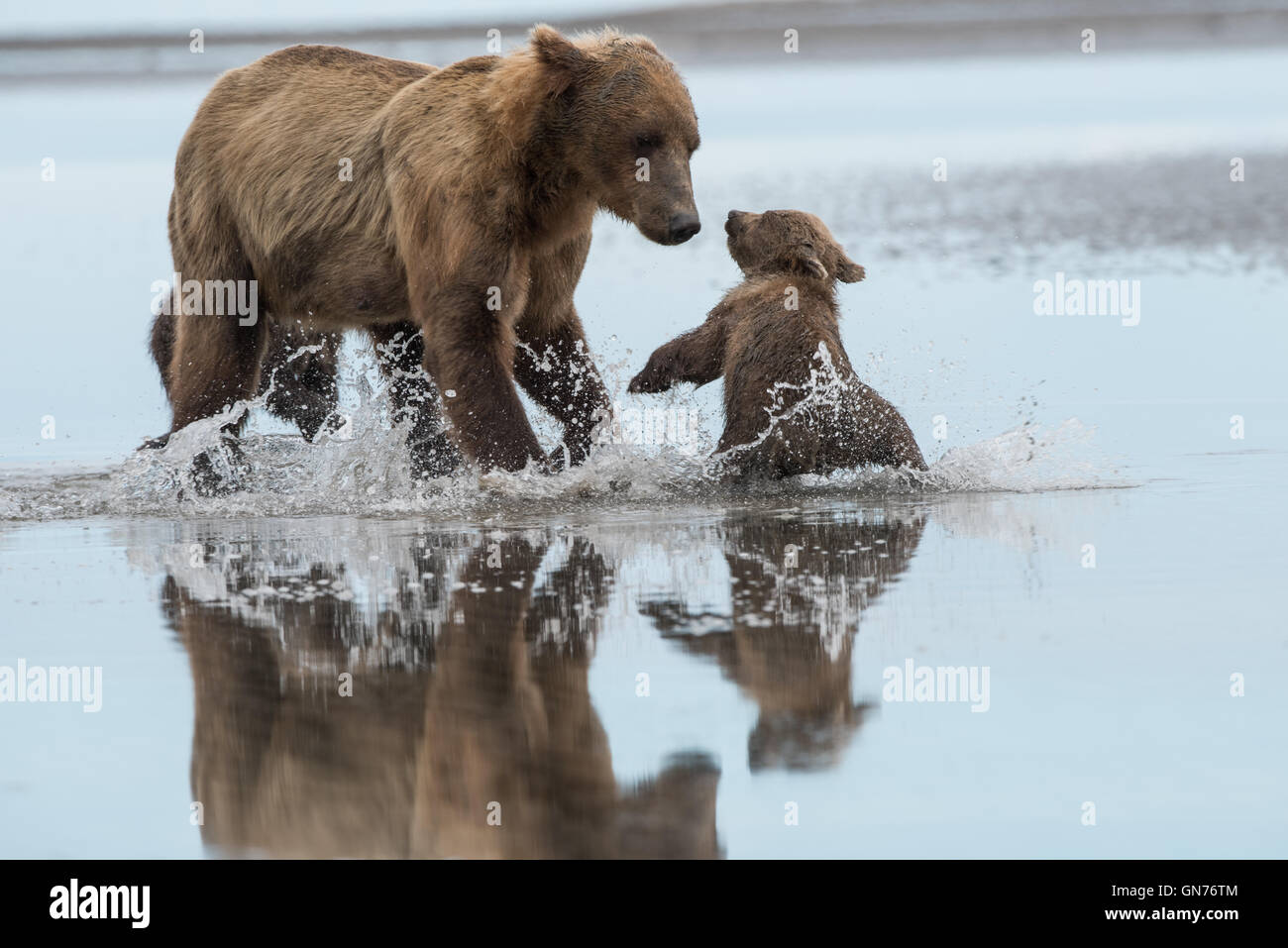 L'ours brun d'Alaska sow et cub à jouer. Banque D'Images