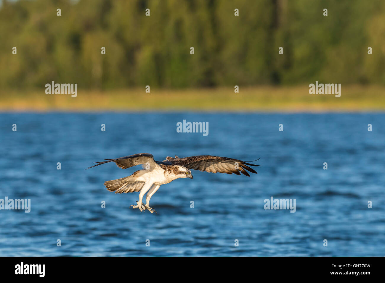 Osprey battant à la recherche de nourriture Banque D'Images