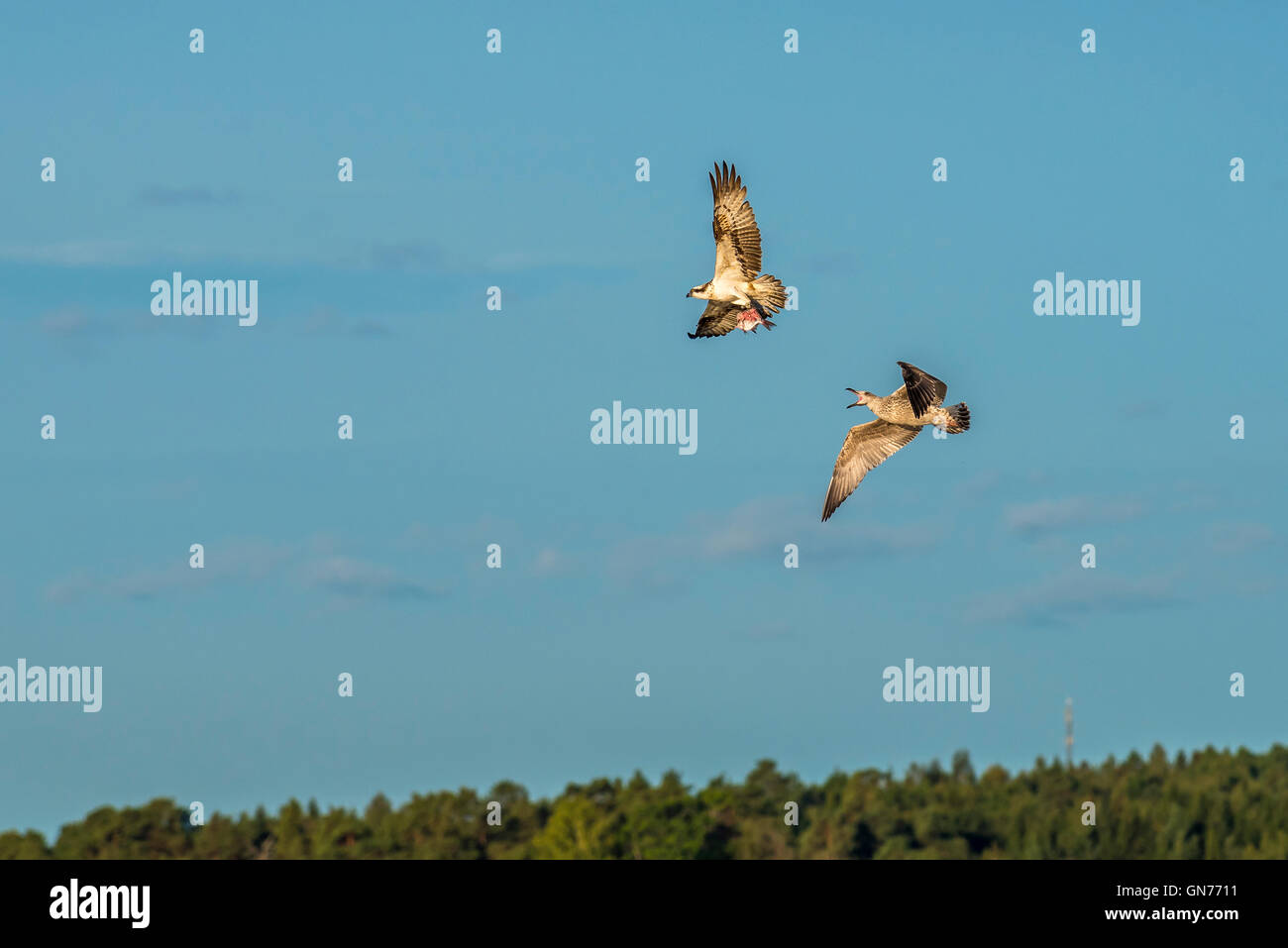 Osprey battant à la recherche de nourriture Banque D'Images