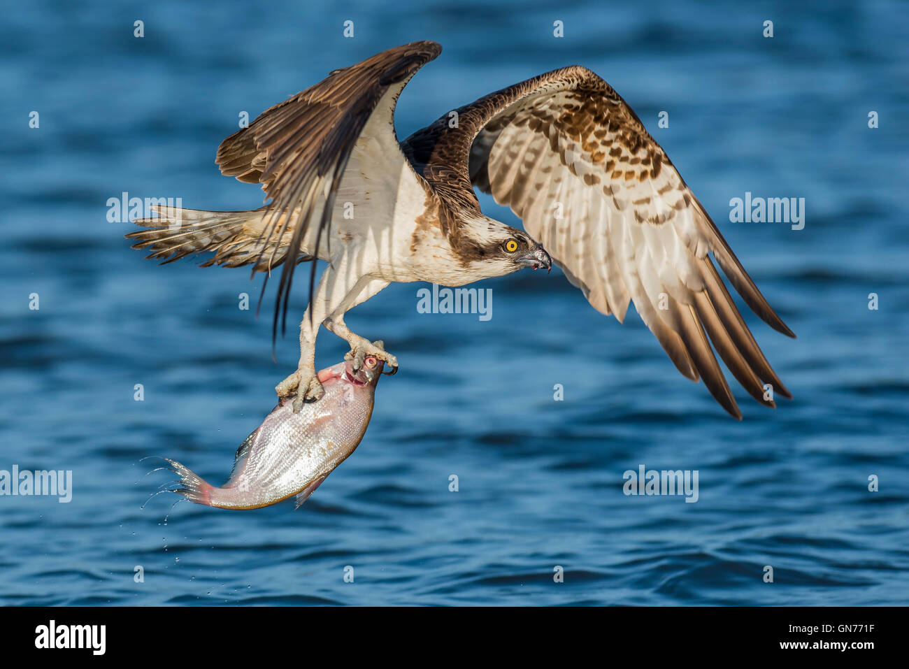 Osprey battant à la recherche de nourriture Banque D'Images