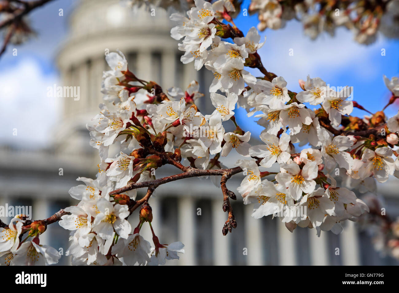 C'est une vue rapprochée d'une grappe de fleurs de cerisiers Yoshino avec les Utah State Capitol Building au loin. Banque D'Images