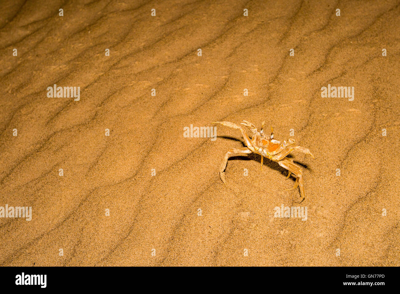 Le crabe fantôme Ocypode touffetée (curseur) sur le sable. Les crabes fantômes vivent sur les plages de sable dans les régions tropicales et subtropicales du monde entier Banque D'Images