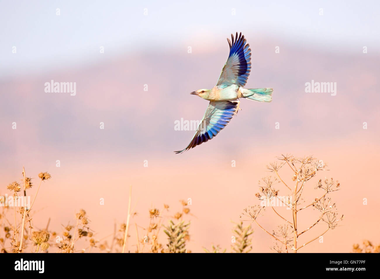 Coracias garrulus European (rouleau) en vol. Cet oiseau migrant est le seul membre de la famille d'oiseaux à rouleaux pour se reproduire en Europe. C'est Banque D'Images