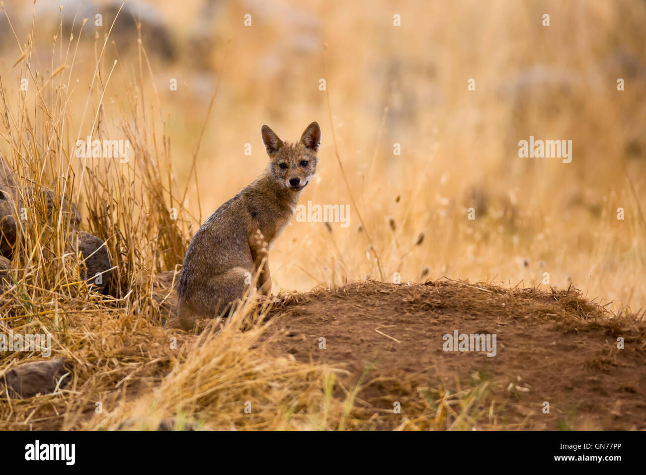 Cub d'un chacal doré (Canis aureus), également appelé l'asiatic, oriental ou chacal commun près de sa tanière, photographié en Israël je Banque D'Images