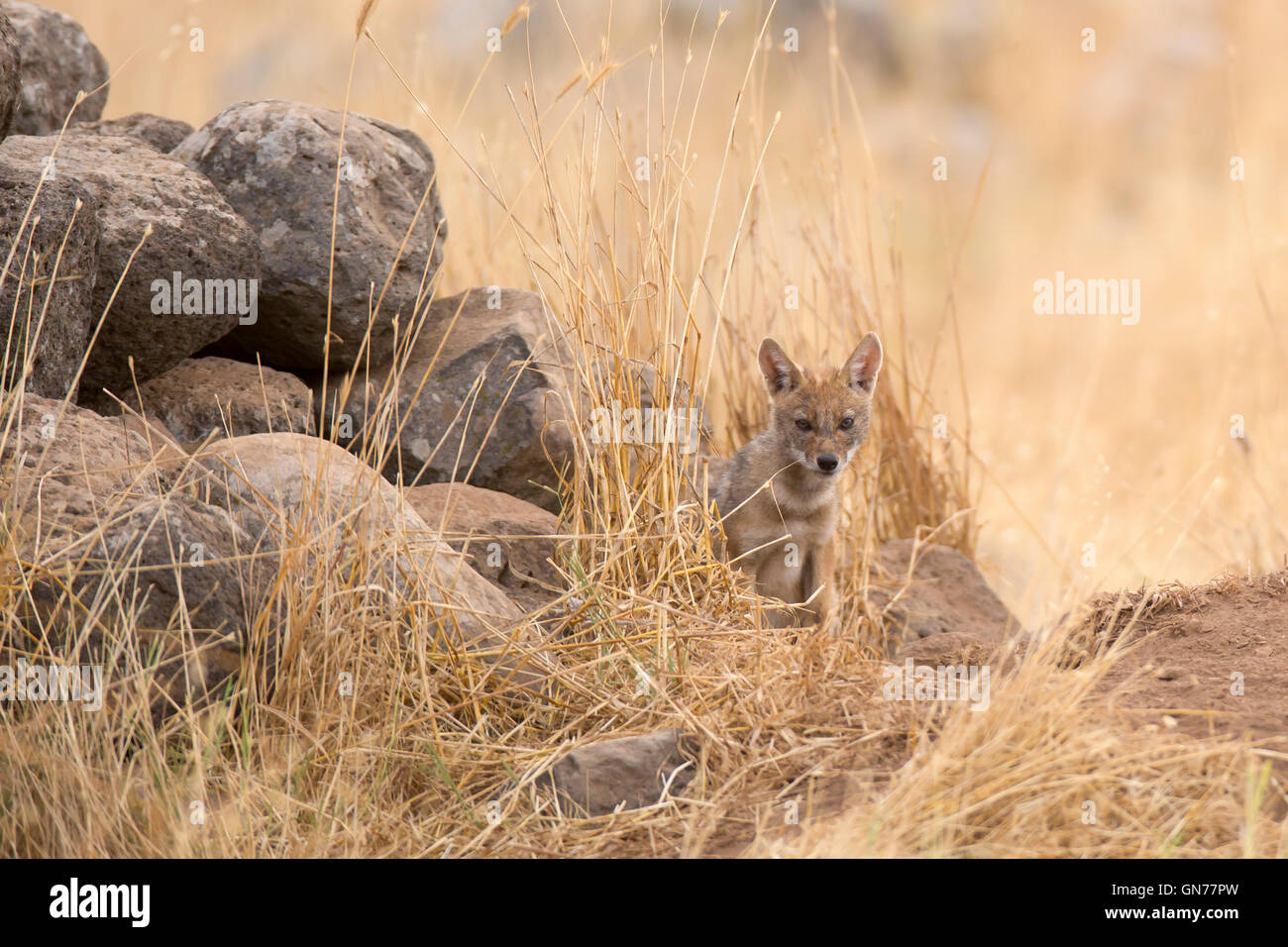 Cub d'un chacal doré (Canis aureus), également appelé l'asiatic, oriental ou chacal commun près de sa tanière, photographié en Israël je Banque D'Images