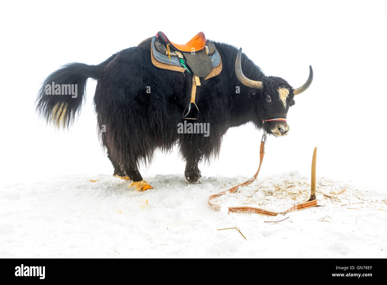 Yak avec selle et permanent de la queue relevée dans la neige est isolé sur fond blanc, Close up Banque D'Images