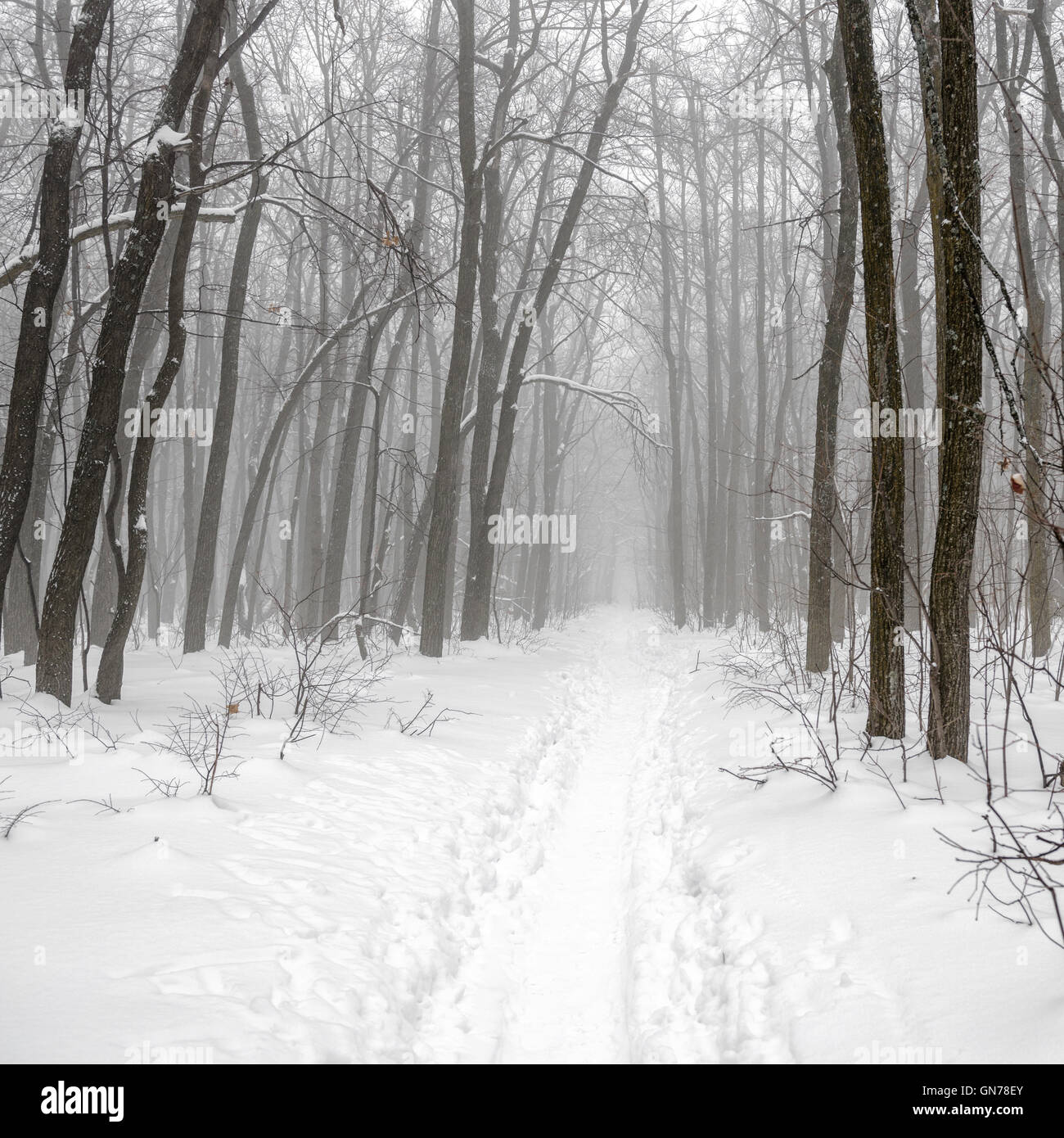 Mystérieuse forêt d'hiver noël avec tempête et sentier dans le brouillard, la Russie Banque D'Images