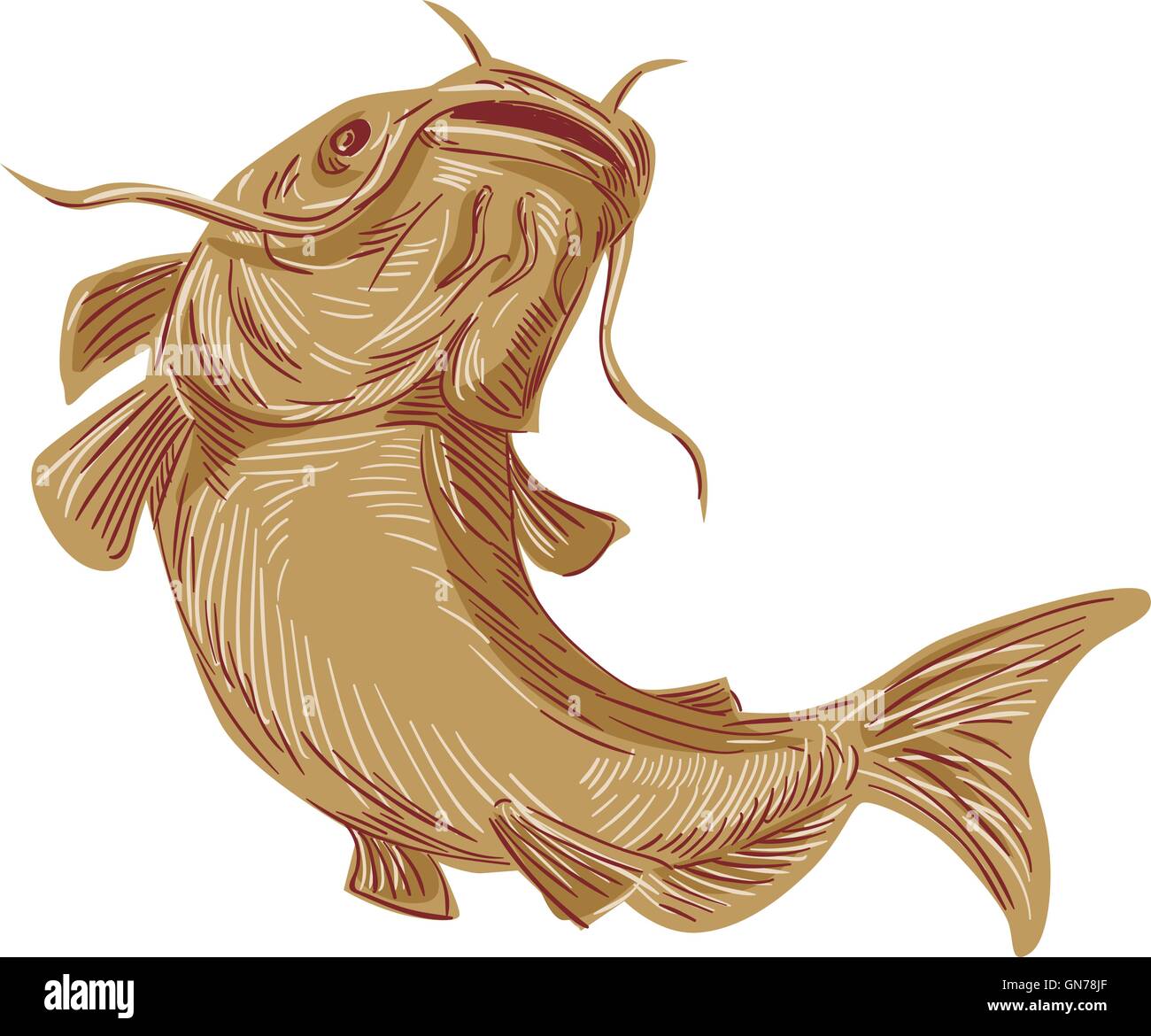 Styleillustration croquis dessin d'un poisson à nageoires aussi appelé poisson-chat, chat de boue ou polliwogs chucklehead allant jusqu'vue de l'avant ensemble isolées sur fond blanc. Illustration de Vecteur