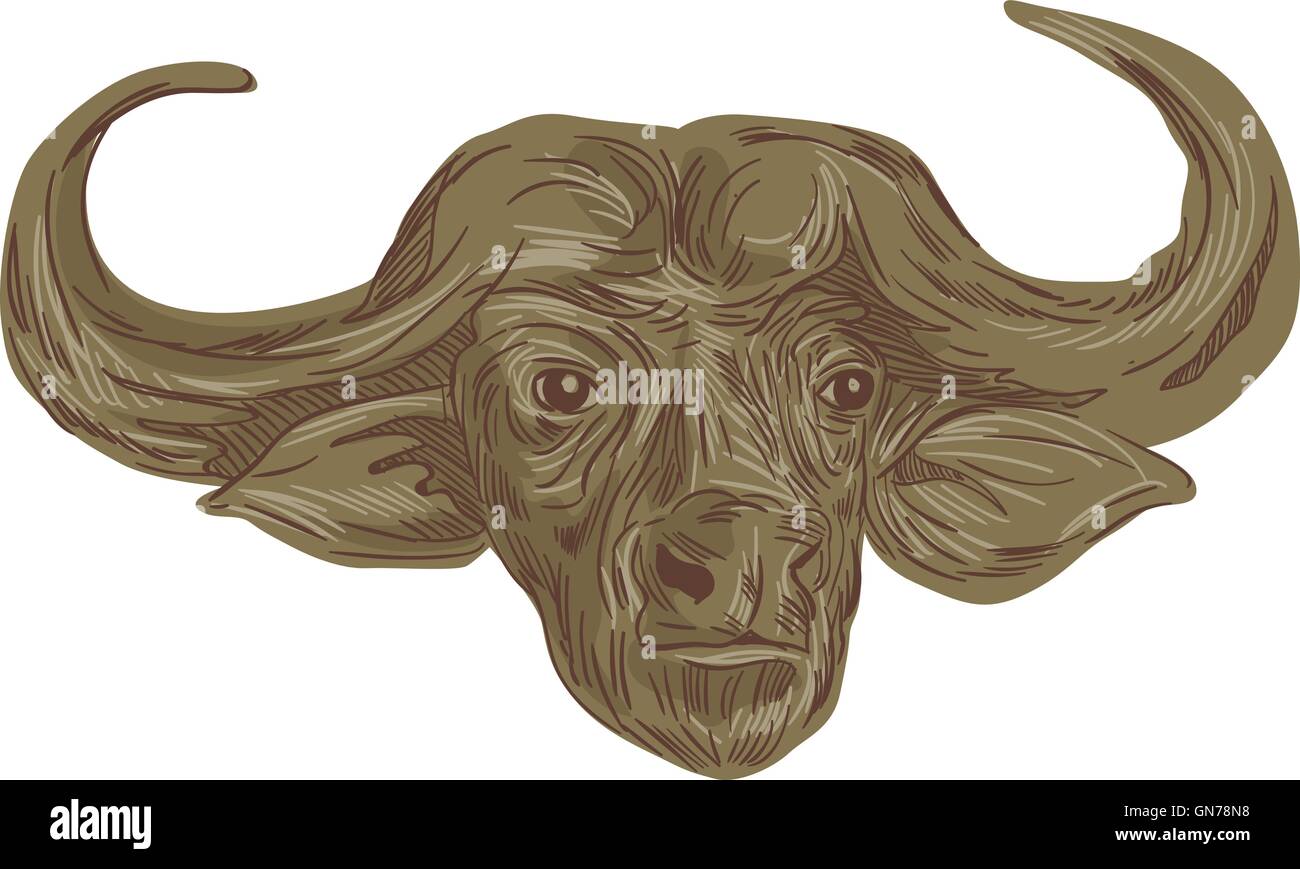 Style croquis dessin illustration d'une tête d'un buffle africain ou buffle,Syncerus caffer, un grand l'Afrique vue de l'avant ensemble isolées sur fond blanc. Illustration de Vecteur