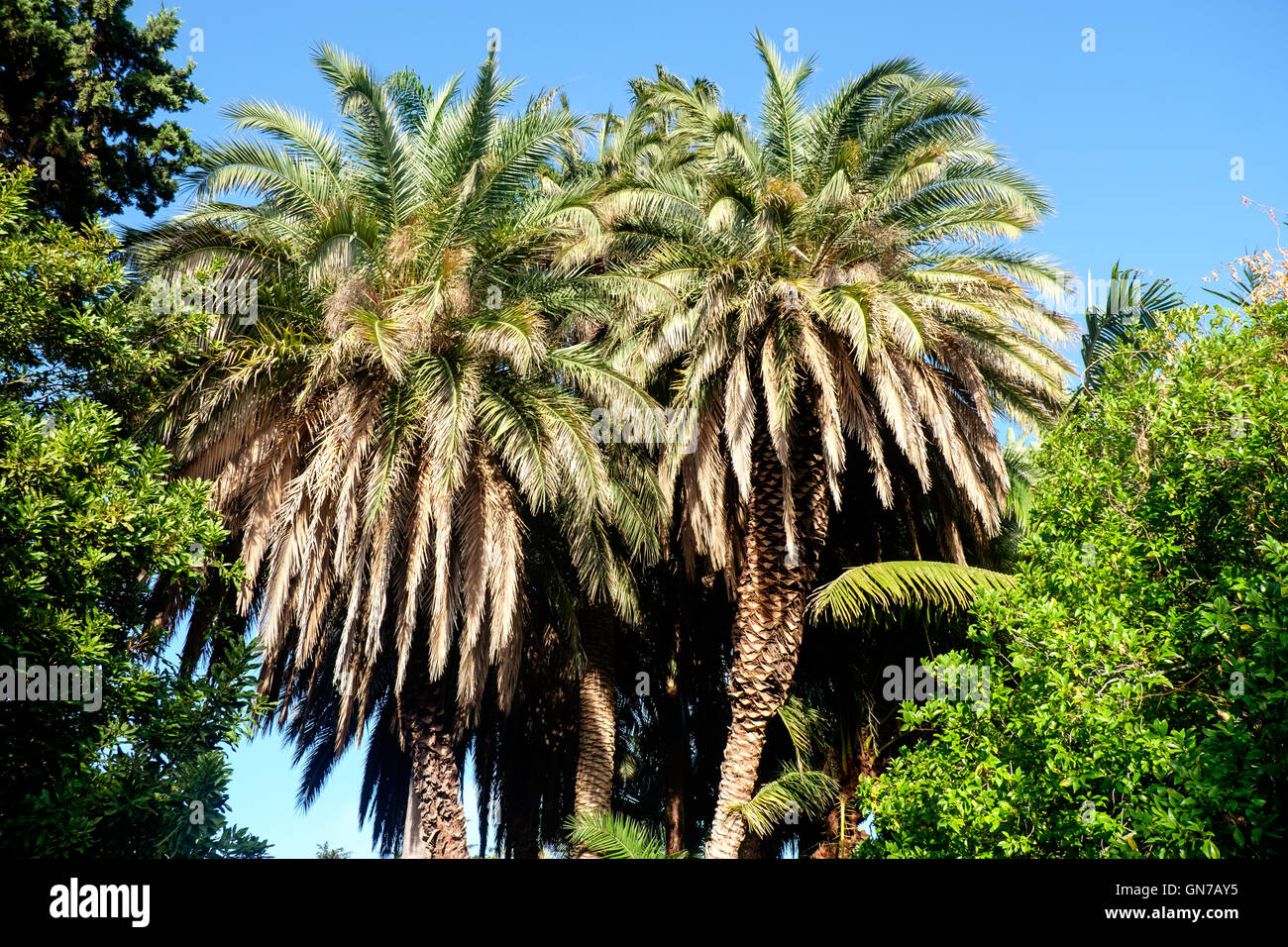 Les palmiers du jardin botanique de l'Université de Stellenbosch, Afrique du Sud Banque D'Images