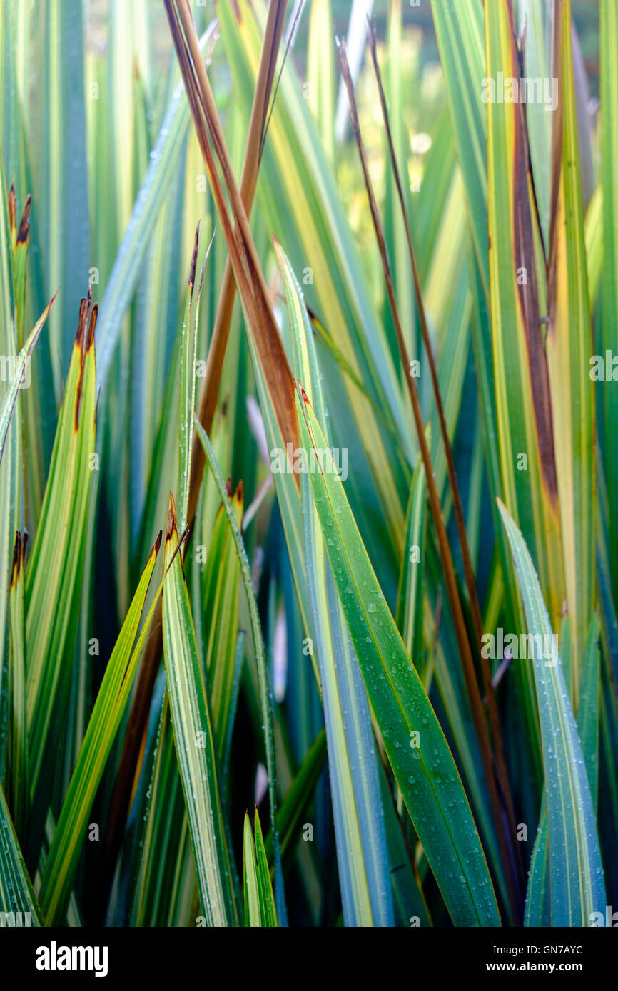 Les feuilles colorés du Jardin botanique de l'Université de Stellenbosch, Afrique du Sud Banque D'Images