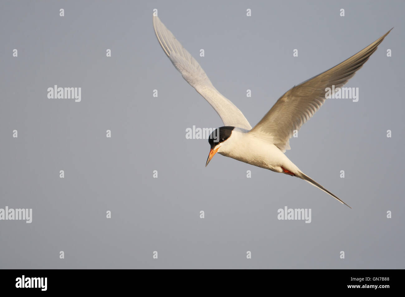 (Sterne de Forster Sterna forsteri) en vol, Edwin B. Forsythe National Wildlife Refuge, New Jersey, USA Banque D'Images