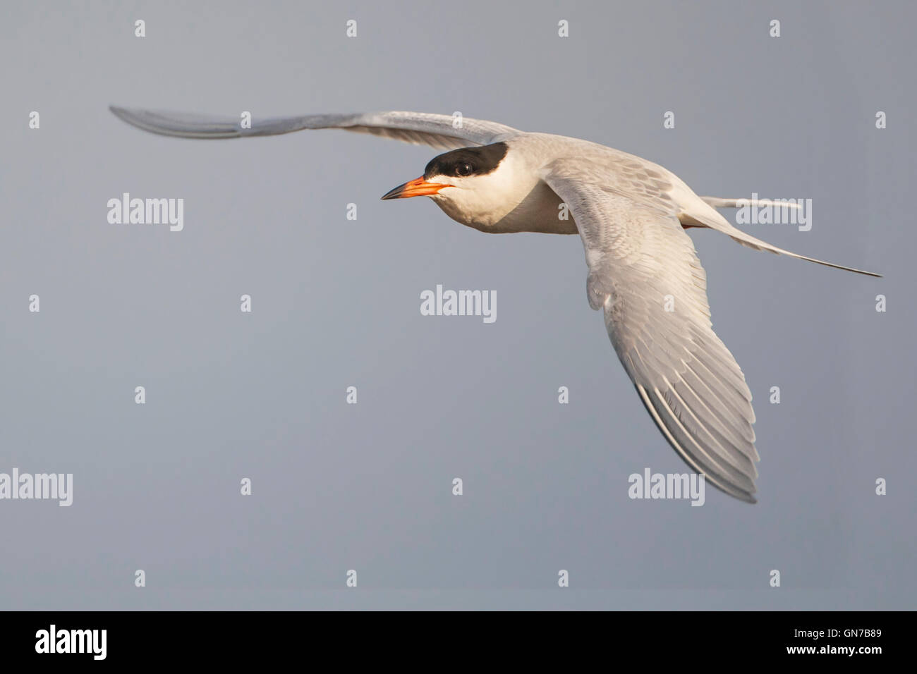 (Sterne de Forster Sterna forsteri) en vol, Edwin B. Forsythe National Wildlife Refuge, New Jersey, USA Banque D'Images