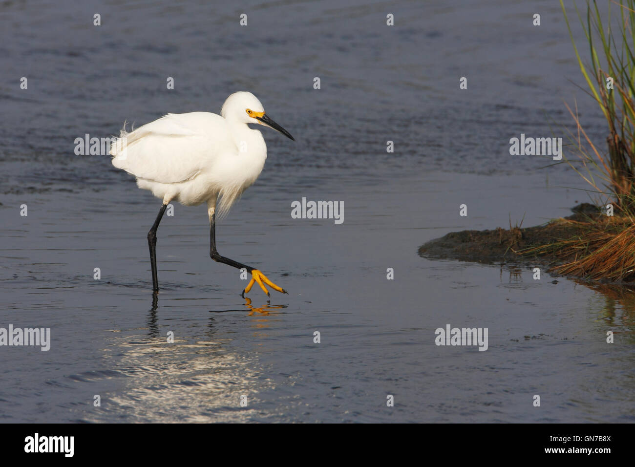 Aigrette neigeuse (Egretta thula) pataugeant pieds montrant, Edwin B. Forsythe National Wildlife Refuge, New Jersey, USA Banque D'Images