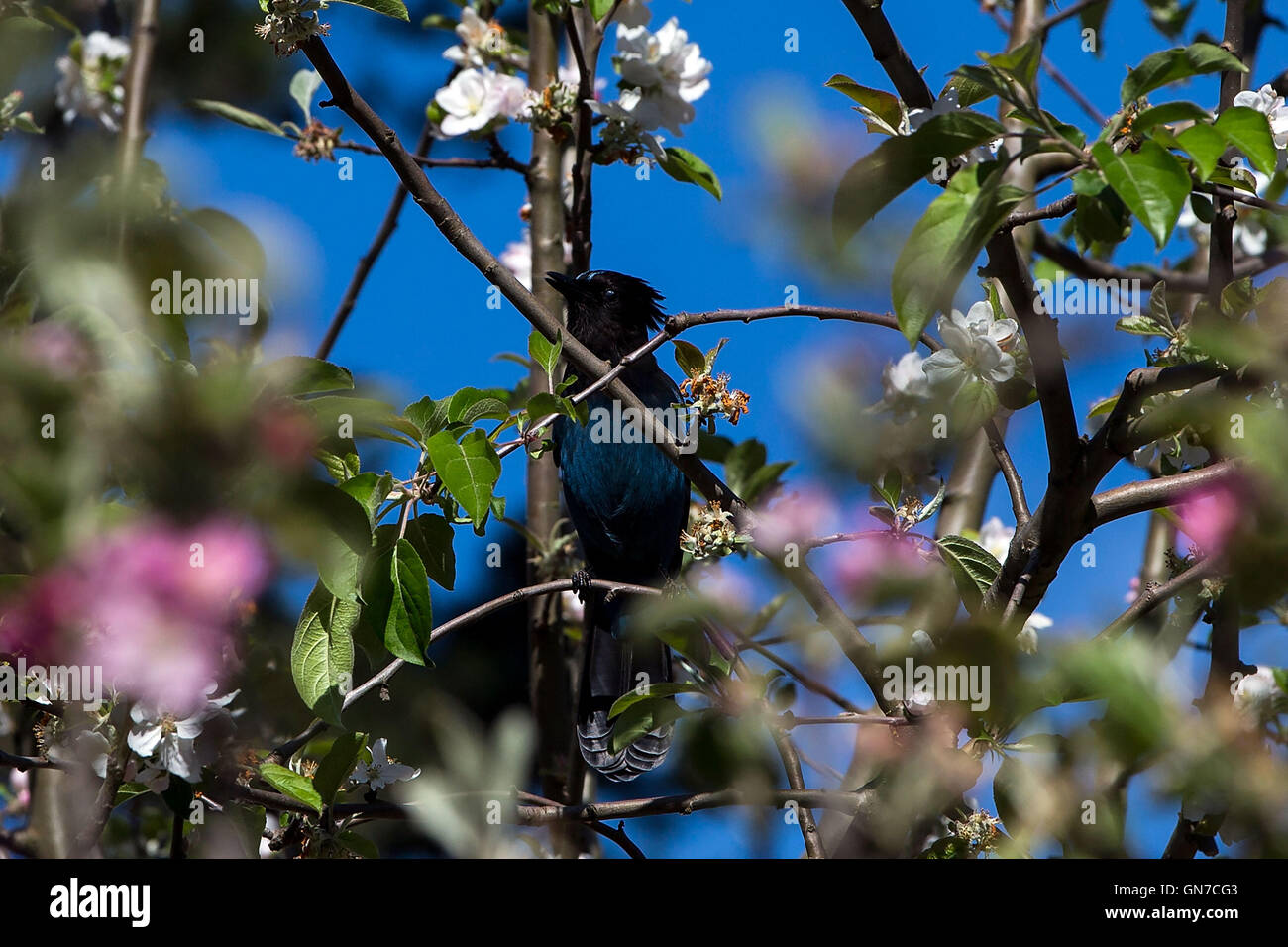 La stellaire (Cyanocitta stelleri) dans un arbre en fleurs, Villa cachée, Los Altos Hills, Californie, États-Unis d'Amérique Banque D'Images