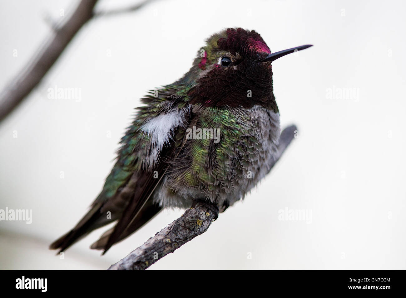 Anna's Hummingbird (Calypte anna), Shoreline Park, Mountain View, California, United States of America Banque D'Images