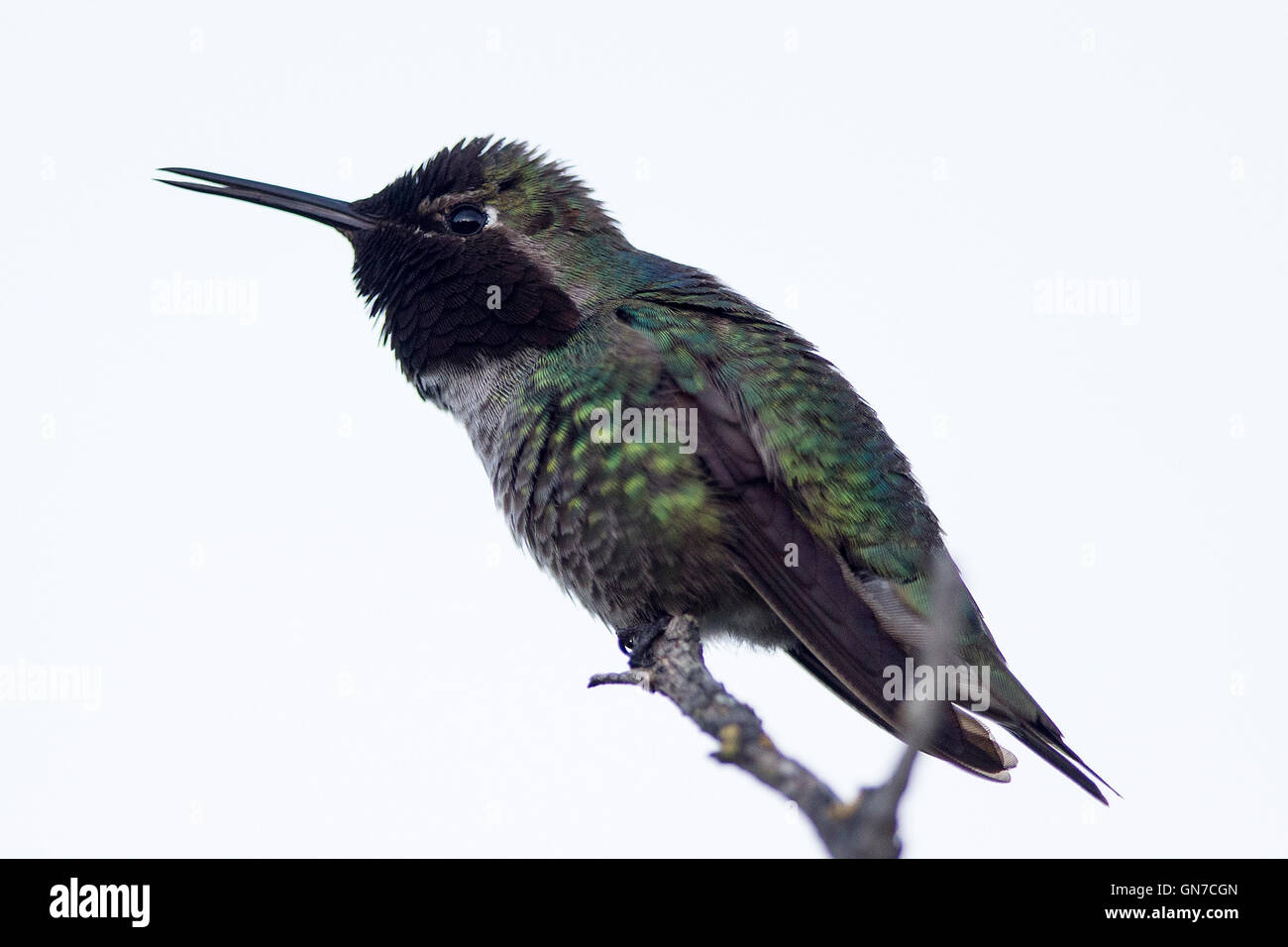 Anna's Hummingbird (Calypte anna), Shoreline Park, Mountain View, California, United States of America Banque D'Images