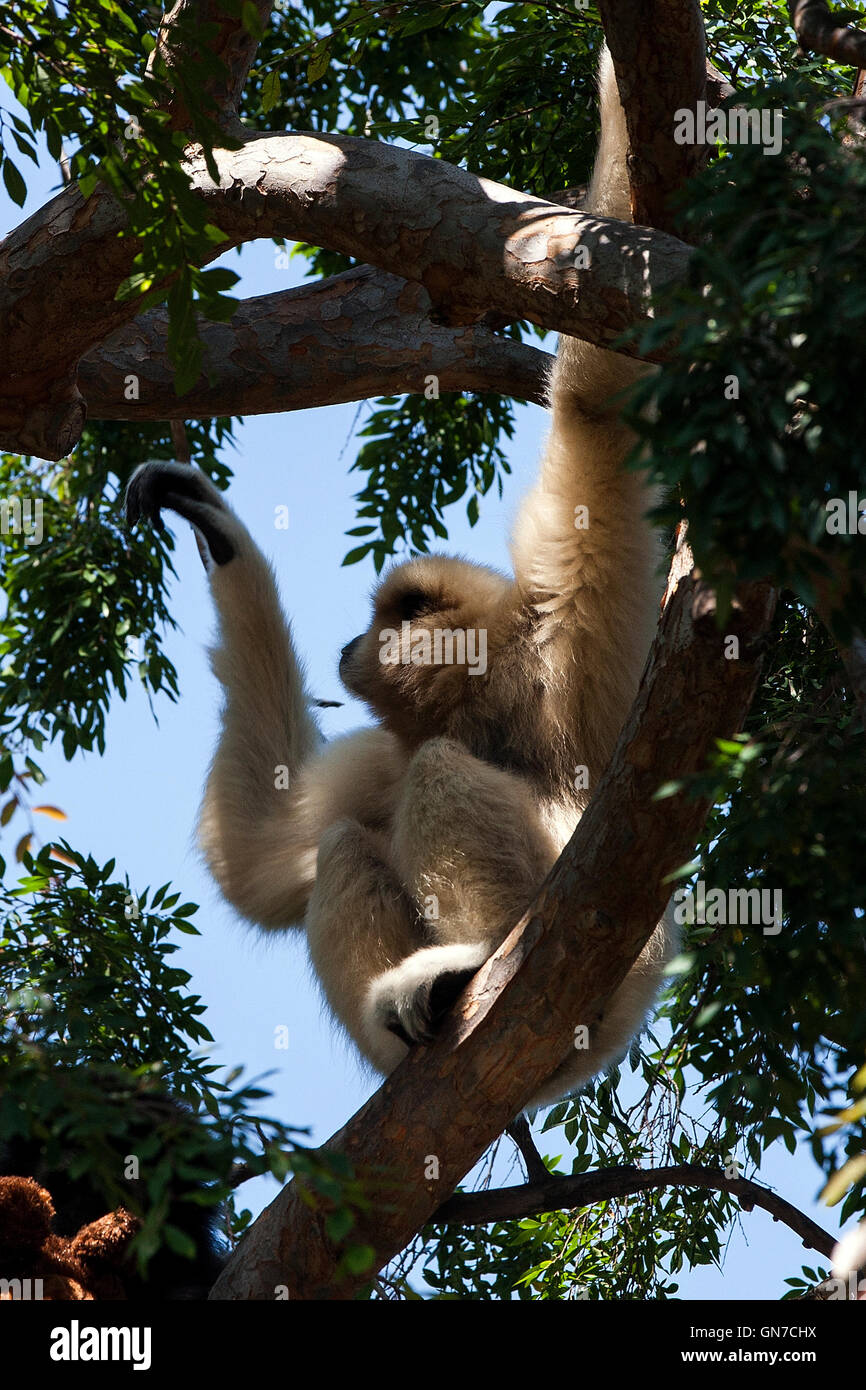 Les mains blanches - gibbon lar Gibbon (Hylobates lar), Oakland Zoo, Oakland, Californie, États-Unis d'Amérique Banque D'Images