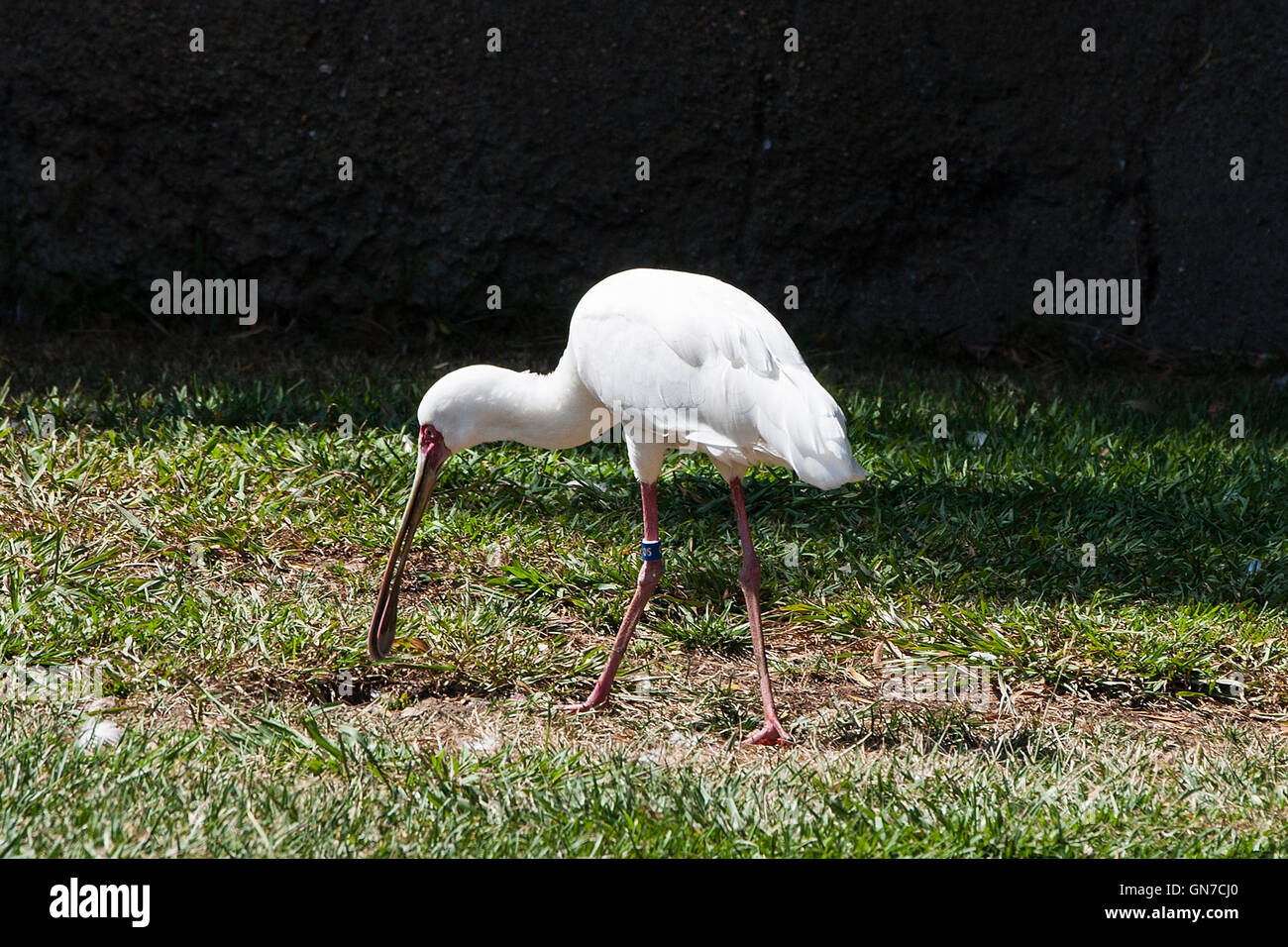 Spatule d'Afrique (Platalea alba), Oakland Zoo, Oakland, Californie, États-Unis d'Amérique Banque D'Images