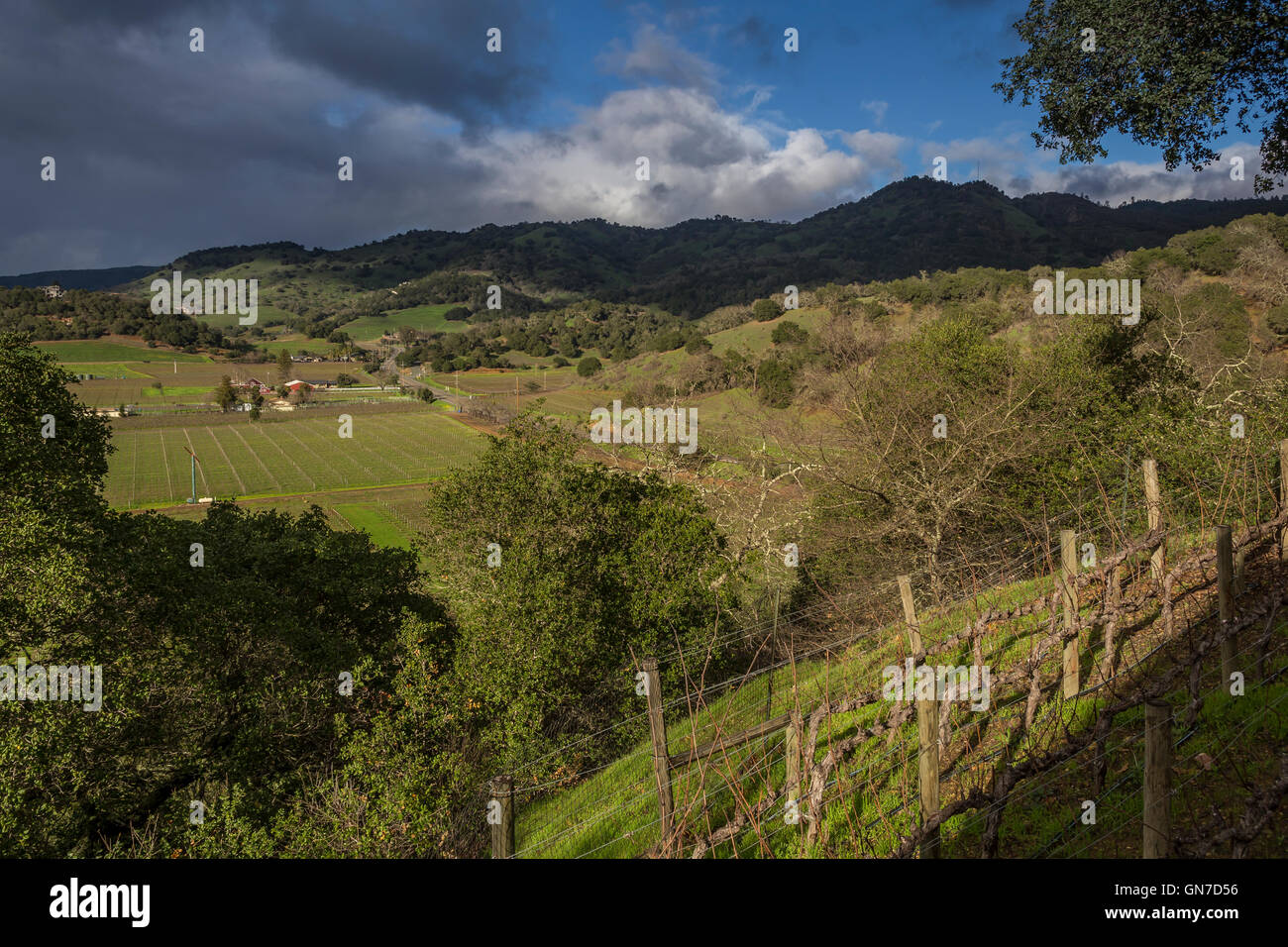 Vignoble de raisin, vignobles, vue à partir de vignobles à Silverado Silverado Trail, au nord le long de Stags Leap District, Napa Valley Californie Banque D'Images