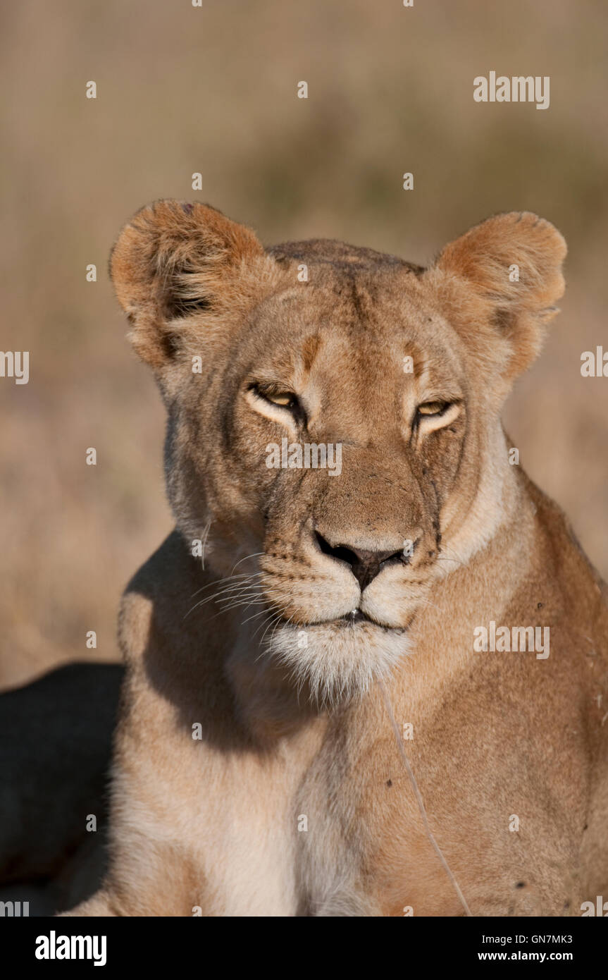 Femme African Lion (Panthera leo) dans le parc national Kruger, Afrique du Sud Banque D'Images