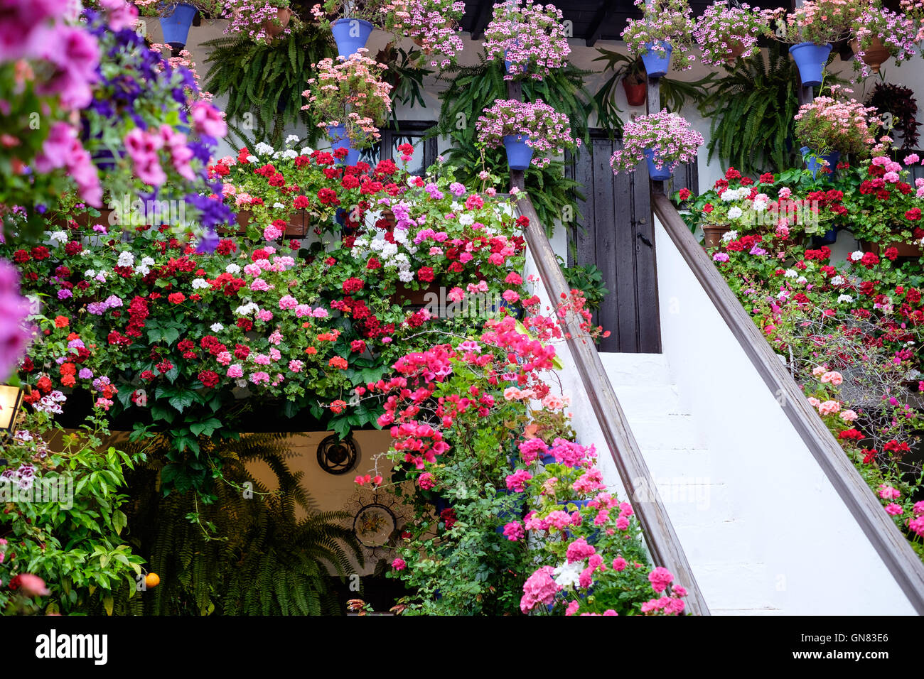 Une exposition de plantes dans la fiesta de los patios de Cordoue en Andalousie, Espagne Banque D'Images