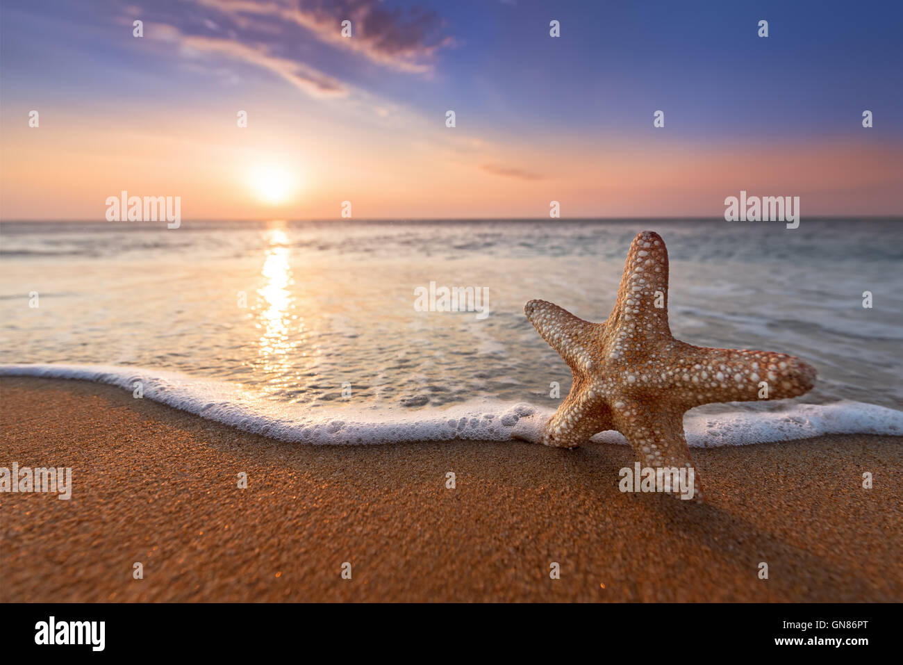 Étoile de mer sur la plage Banque D'Images
