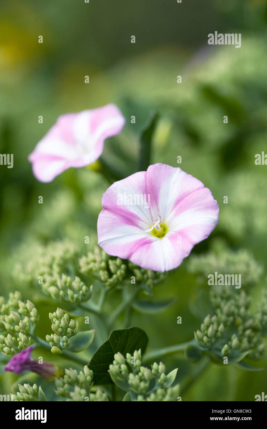 Convolvulus arvensis. Liseron des champs fleur dans le jardin. Banque D'Images