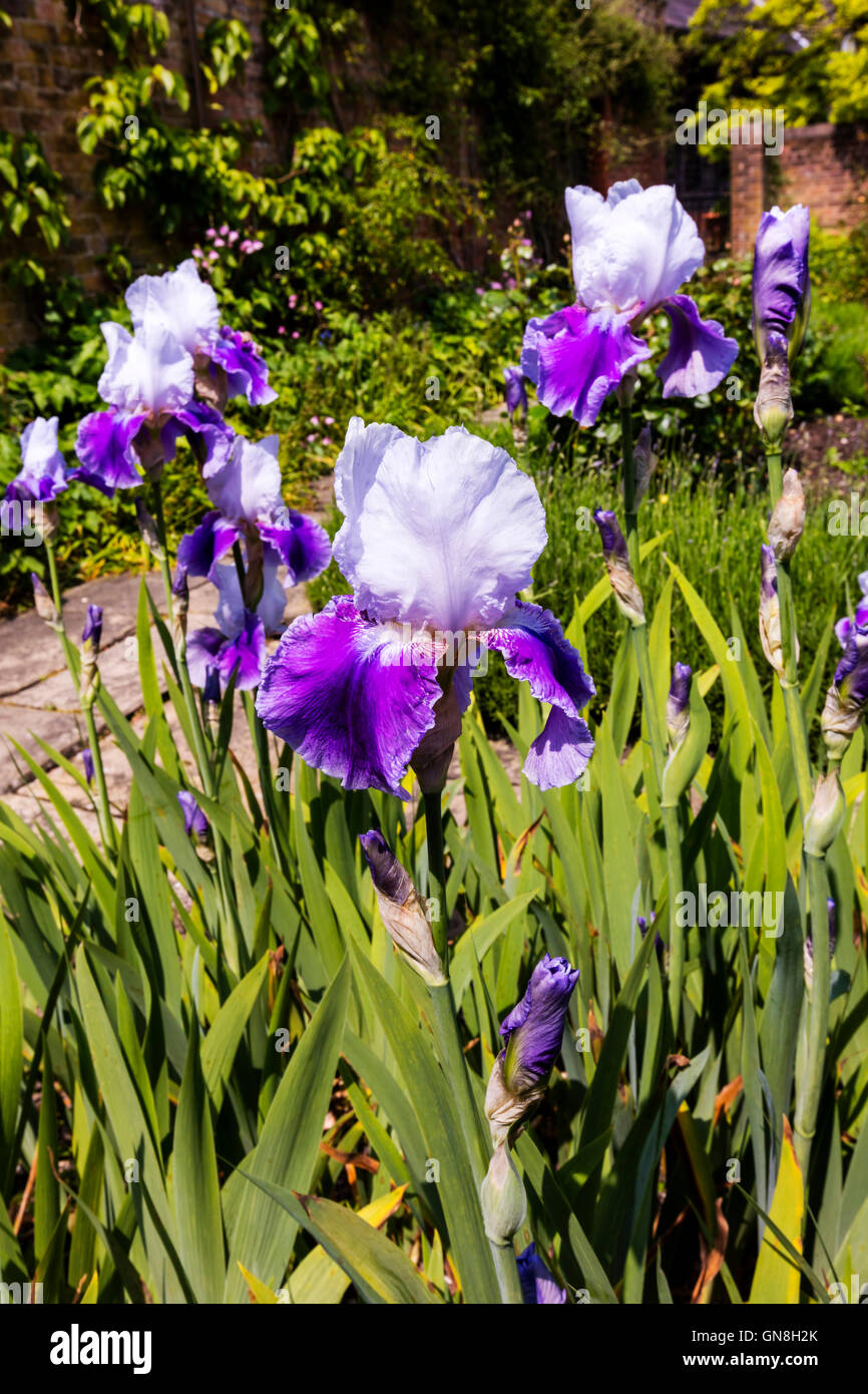 Iris violet et blanc en pleine floraison dans une frontière herbacées close-up. Banque D'Images