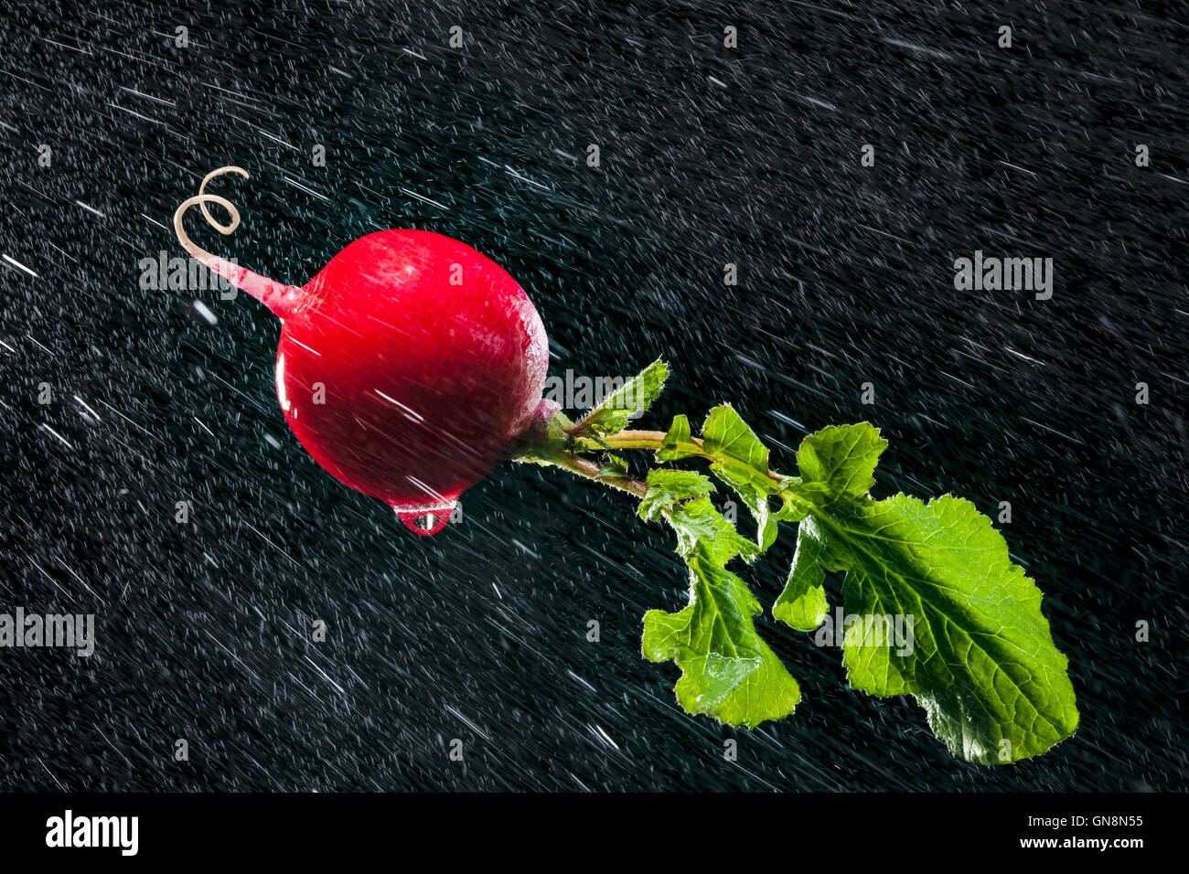 En radis des éclaboussures sur fond noir. Close-up. Une série de fruits et légumes en mouvement. Banque D'Images