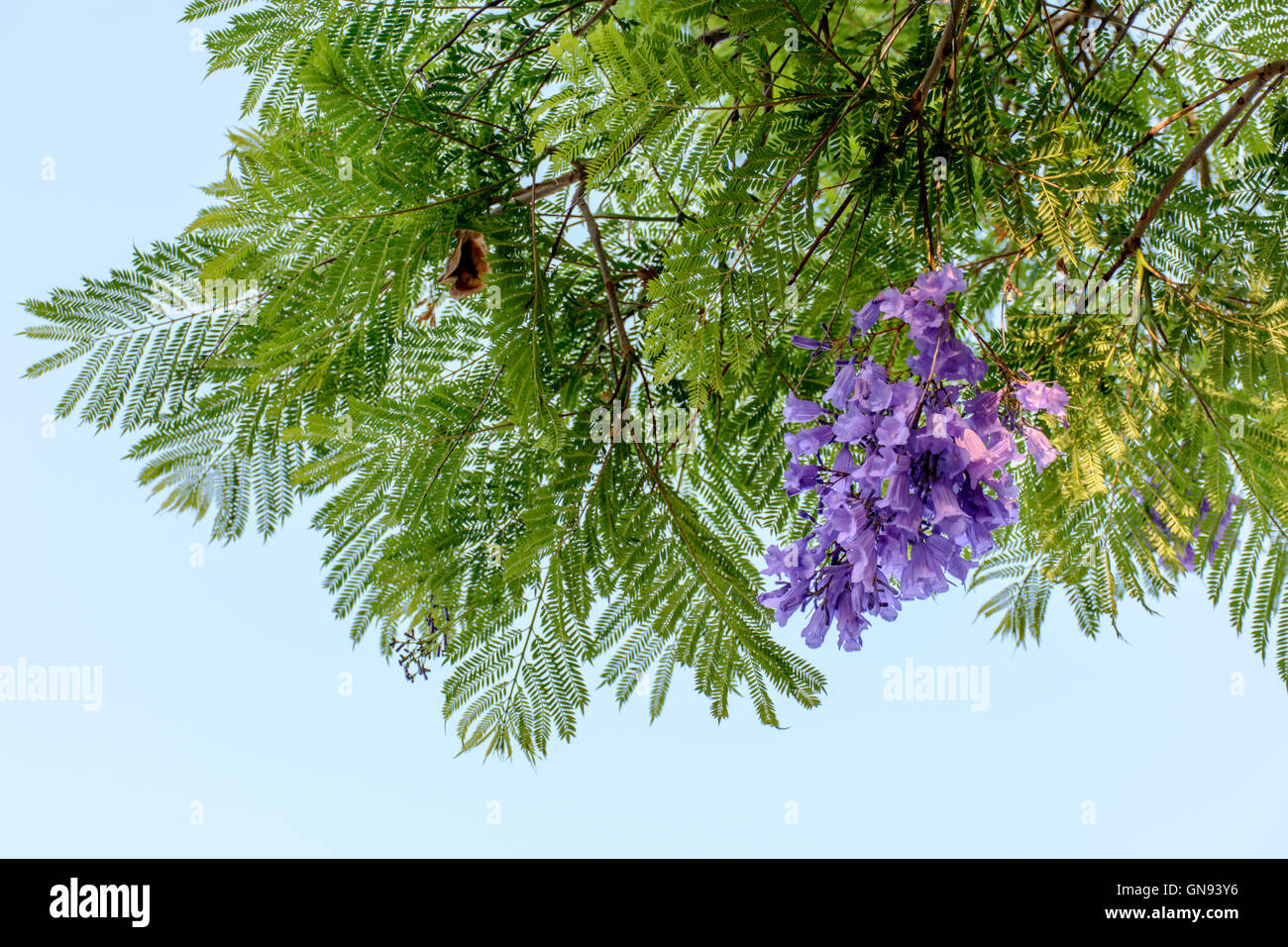 Fleur pourpre et vert arbre dans le ciel Banque D'Images