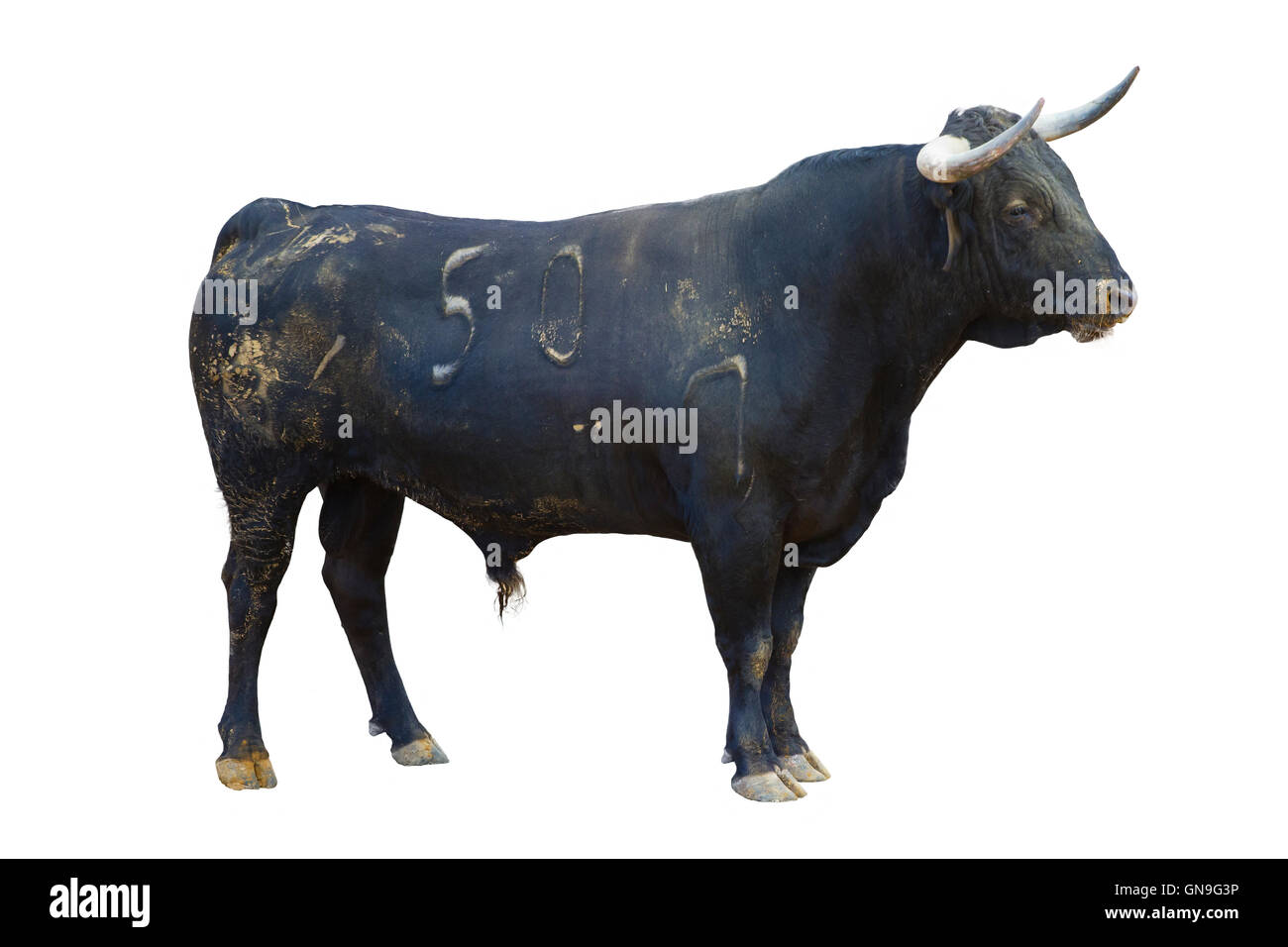 Bull puissant isolé sur blanc, corrida espagnole Banque D'Images