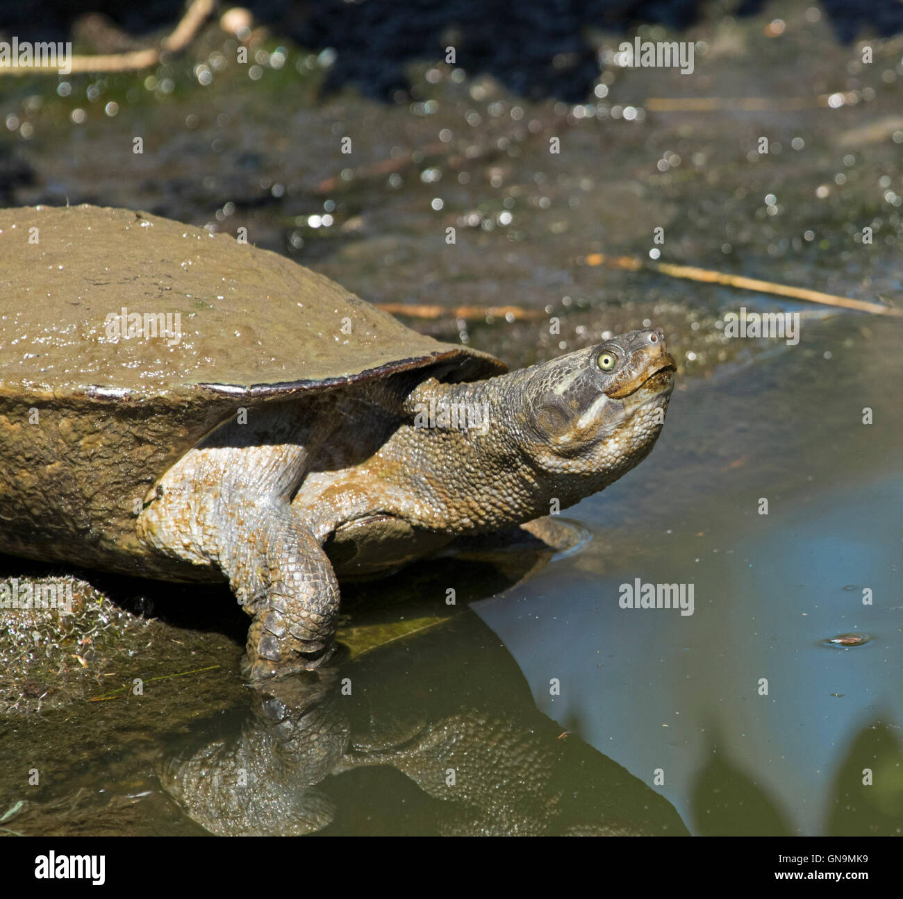 Close-up of Australian à col court, Emydura Krefft, tortue, krefttii par rock & reflète dans l'eau de la rivière Burnett, Bundaberg Banque D'Images