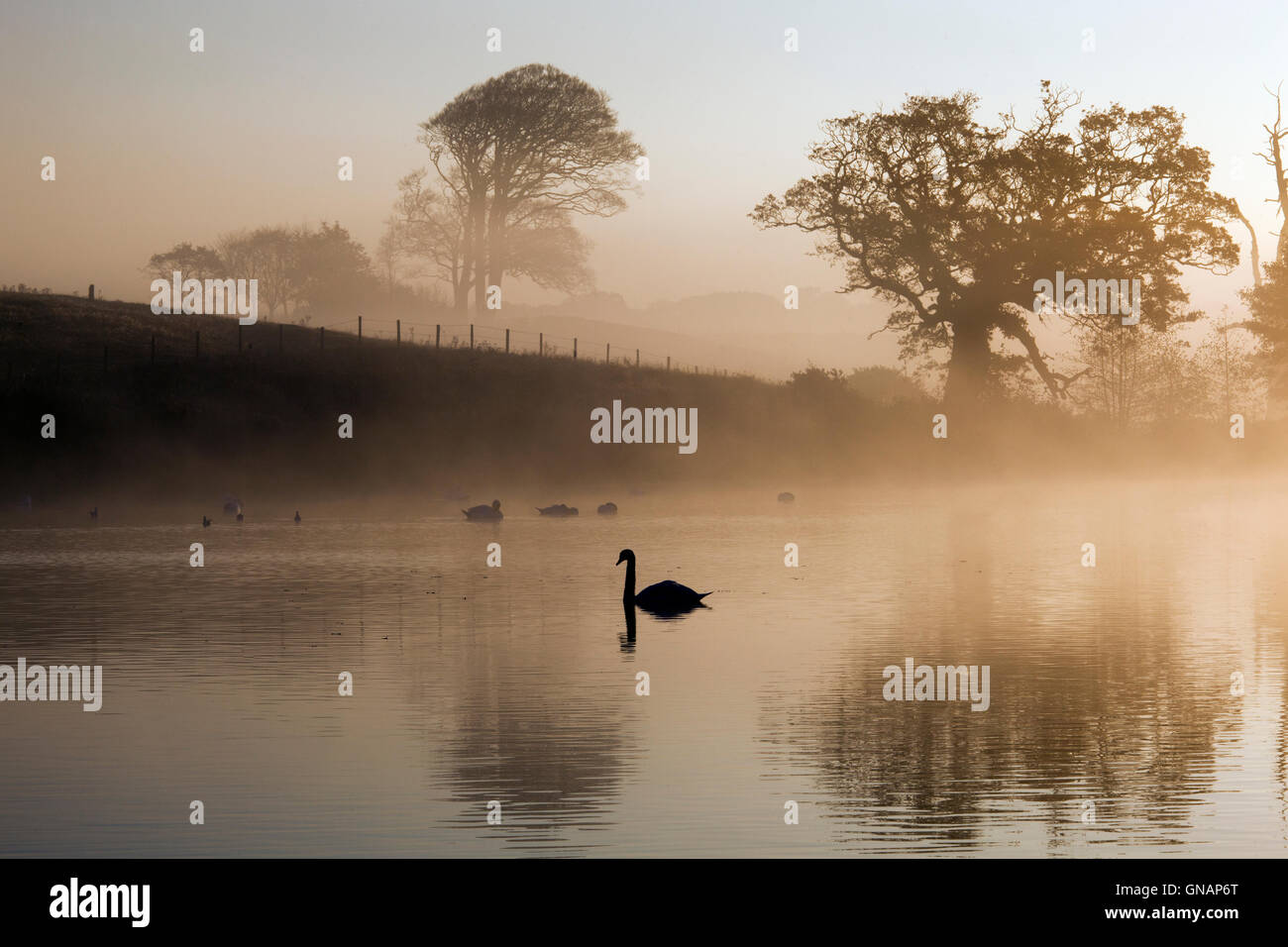 Les Cygnes tuberculés au lever du soleil sur le lac brumeux matin à Felbrigg Norfolk Banque D'Images