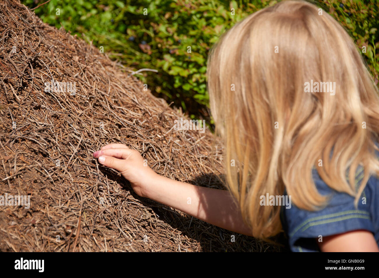 Enfant fille blonde l'exploration et l'étude de fourmilière dans les bois. Banque D'Images